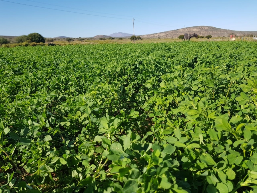 5 Bedroom Property for Sale in Ladismith Rural Western Cape